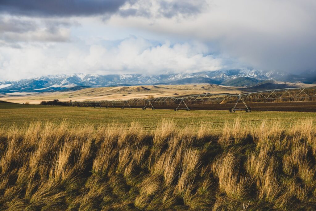 Golden grassland with irrigation lines and snowcapped mountains on the horizon
