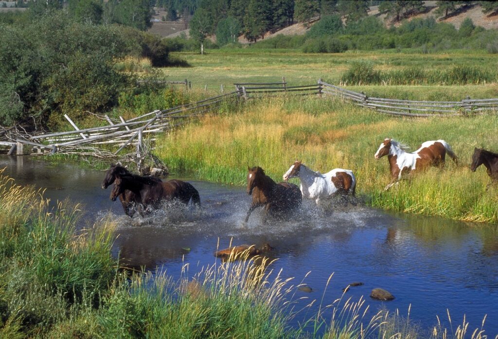 Horses running through a creek in a green pasture